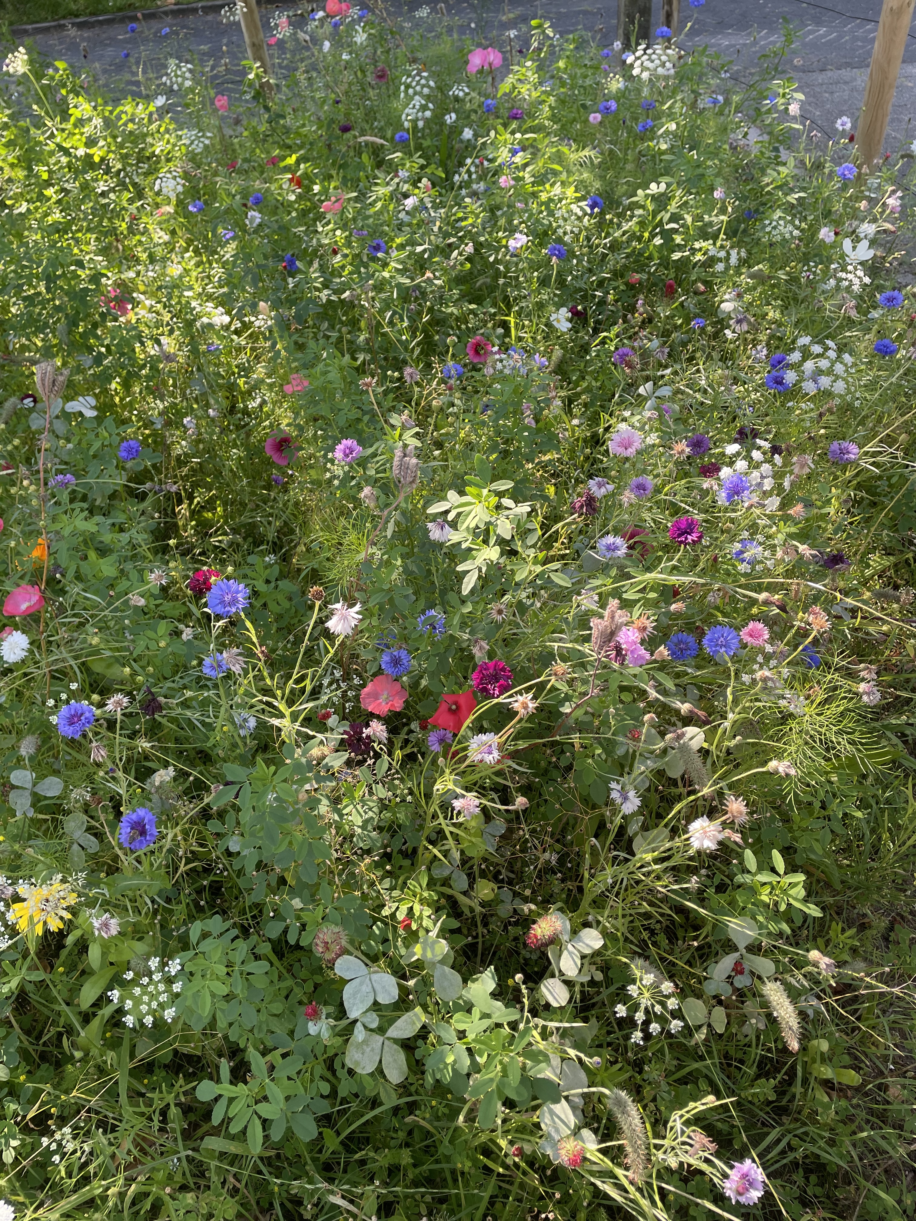 Wildflower meadow in bloom