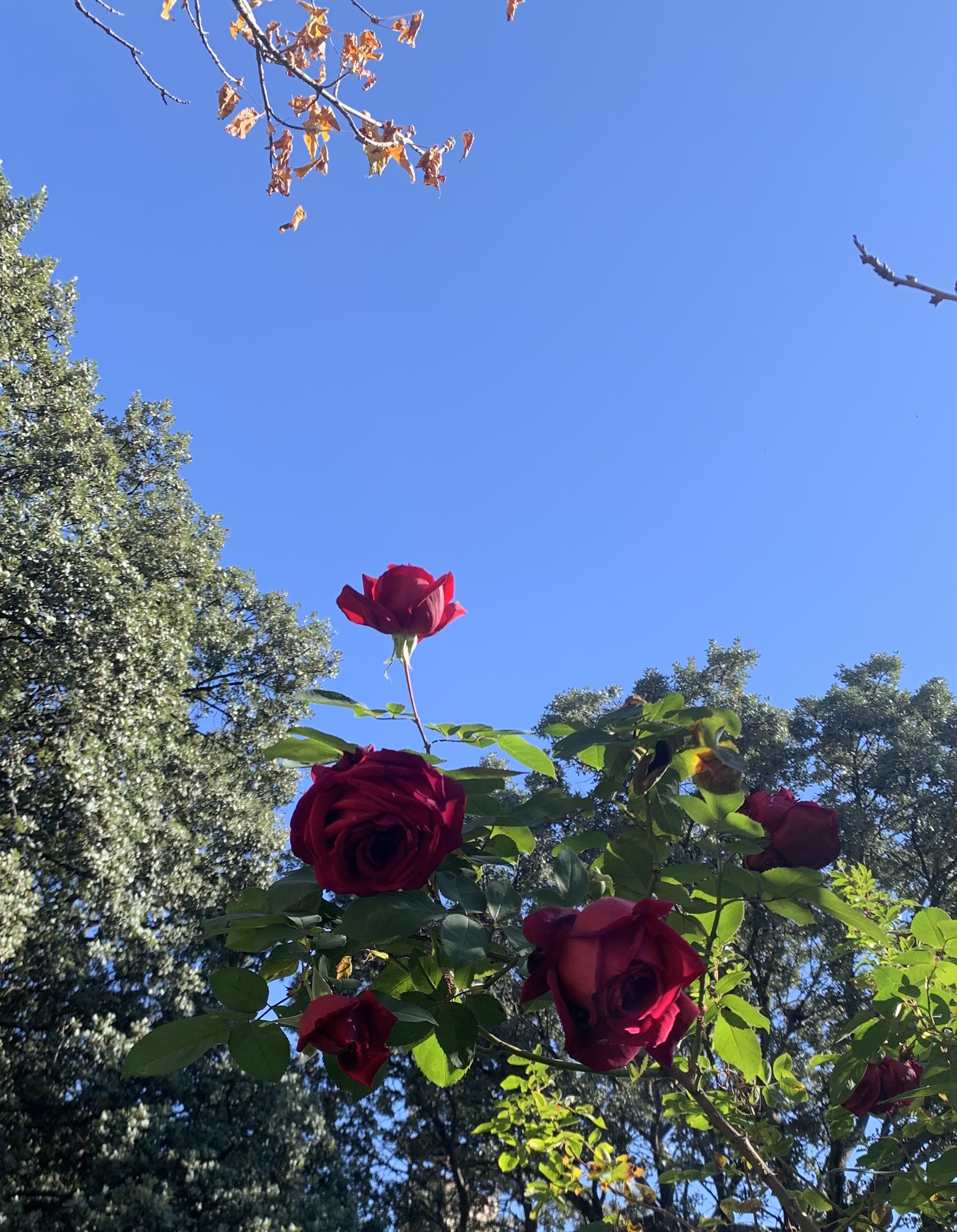 Red roses against a blue sky